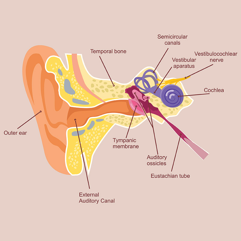 High Frequency Hearing Loss: Symptoms, Causes, & Treatment Options