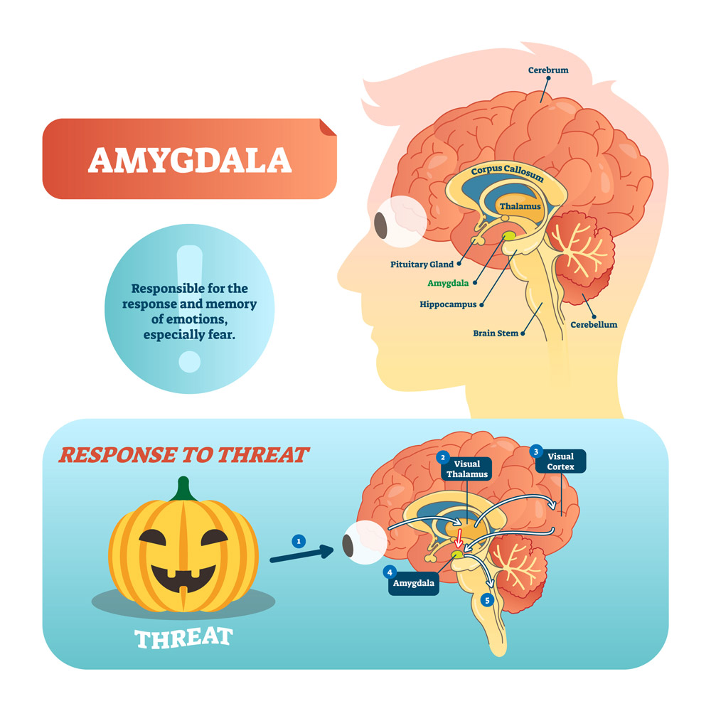 diagram of amygdala and brain's response to perceived threats