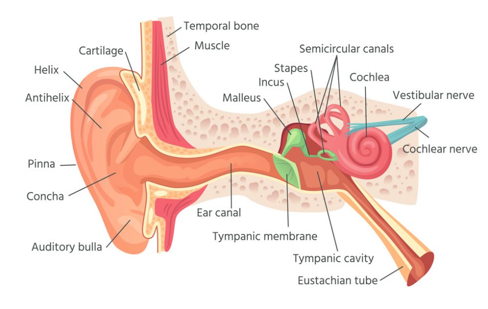 Why Your Ear Feels Clogged and What to do About it Nuheara