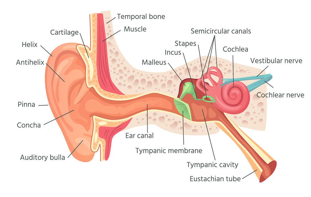 diagram of ear and Eustachian tube